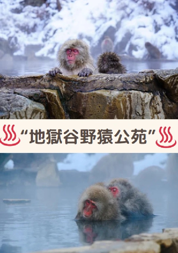 onsen monkeys bathe